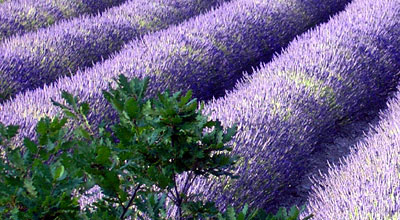 lavender lavandin drôme provençale