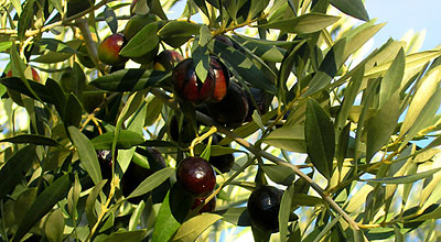olive trees drôme provençale