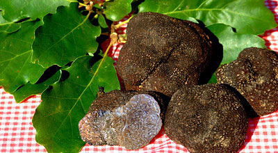 truffle drôme provençale