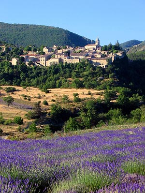 saint auban lavender