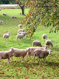 sheep saint euphémie sur ouvèze